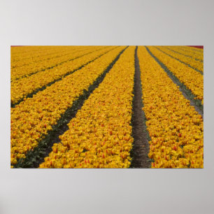 Tulip field, The Netherlands Poster