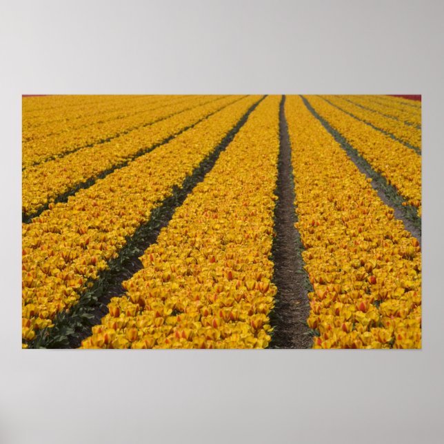 Tulip field, The Netherlands Poster (Front)