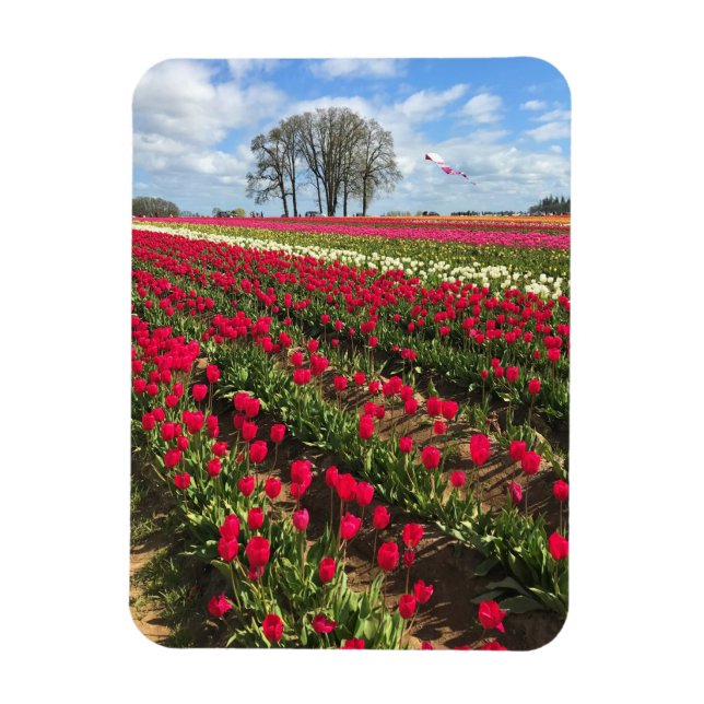 Tulip Field with Kite, Oregon Magnet (Vertical)