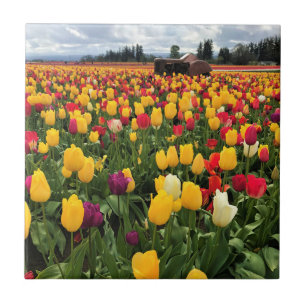 Tulip Field with Old Tractor, Oregon Ceramic Tile