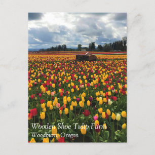 Tulip Field with Old Tractor, Oregon Postcard