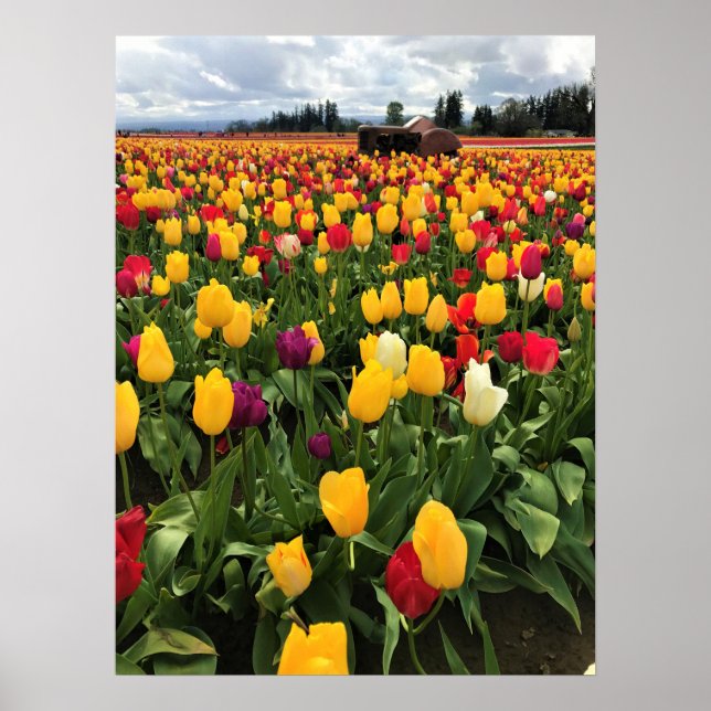 Tulip Field with Old Tractor, Oregon Poster (Front)