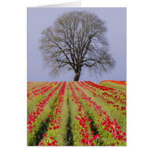 Tulip fields and a lone oak tree located near