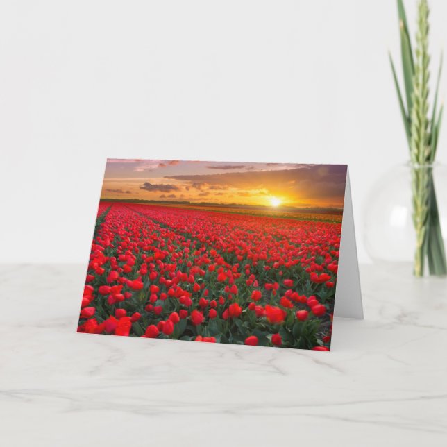 Tulip Fields at Sunset in the Netherlands Card (Front)