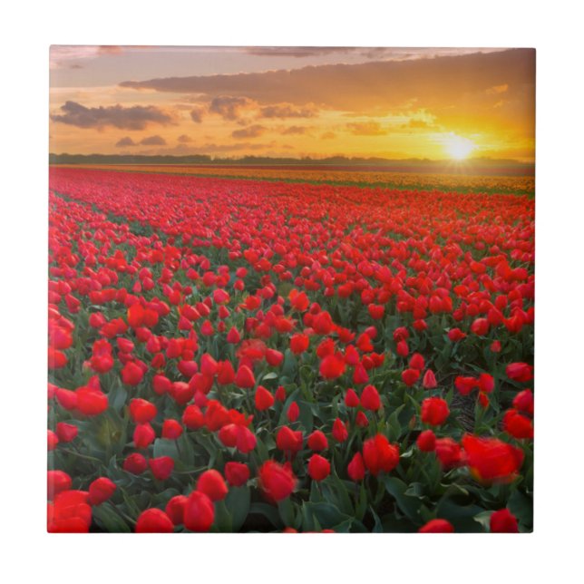 Tulip Fields at Sunset in the Netherlands Ceramic Tile (Front)
