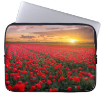 Tulip Fields at Sunset in the Netherlands