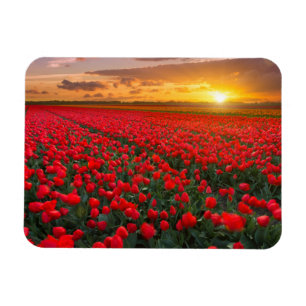 Tulip Fields at Sunset in the Netherlands Magnet