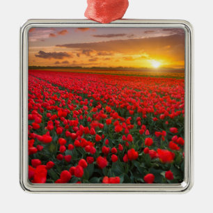 Tulip Fields at Sunset in the Netherlands Metal Ornament