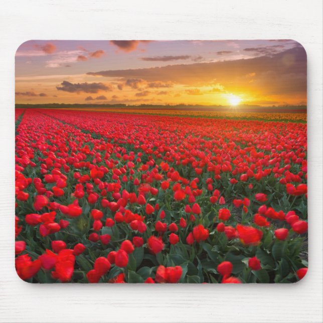 Tulip Fields at Sunset in the Netherlands Mouse Pad (Front)