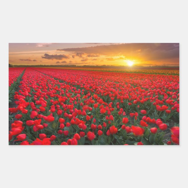 Tulip Fields at Sunset in the Netherlands Rectangular Sticker (Front)
