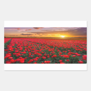 Tulip Fields at Sunset in the Netherlands Rectangular Sticker