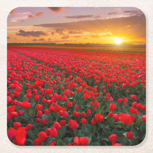 Tulip Fields at Sunset in the Netherlands Square Paper Coaster (Front)