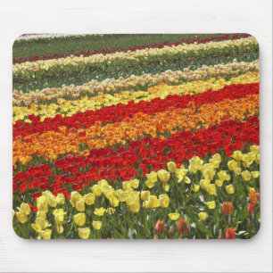 Tulip Fields, near Tapanui, West Otago, South Mouse Pad