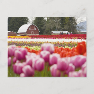 Tulip fields of Mt. Vernon, Skagit County, WA Postcard