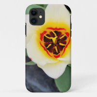 Tulip flower
