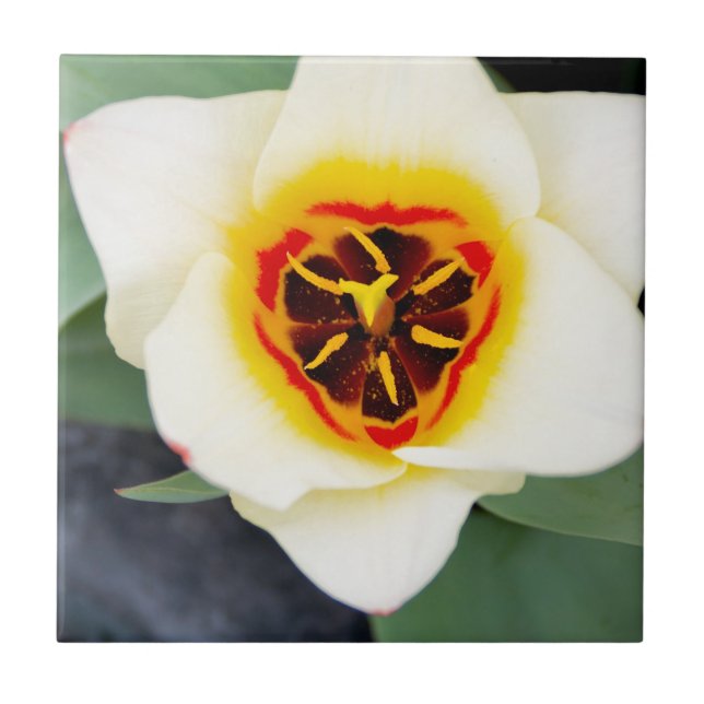 Tulip flower ceramic tile (Front)