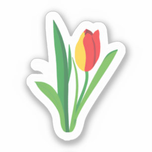 Tulip Flower   Cute Floral