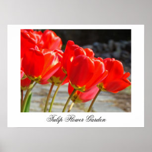 Tulip Flower Garden art prints Red Tulips decor