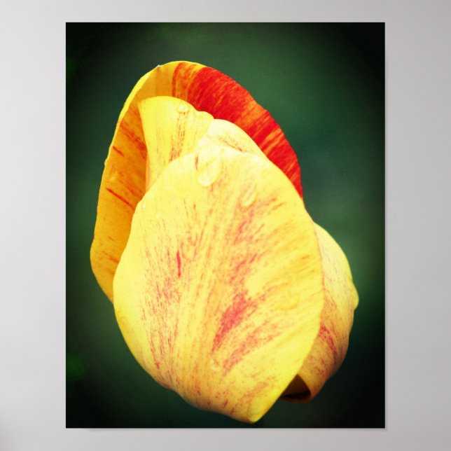 Tulip Flower Petals With Raindrops Close Up Poster (Front)