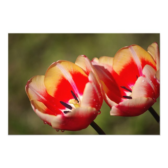 Tulip Flower Photo (Front)