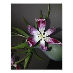Tulip Flower Photo Print