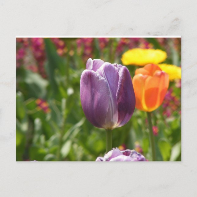Tulip Flower Postcard (Front)