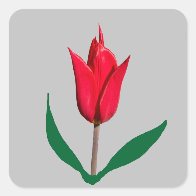 Tulip flower square sticker (Front)