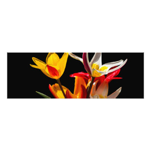 Tulip flowers against black background photo print