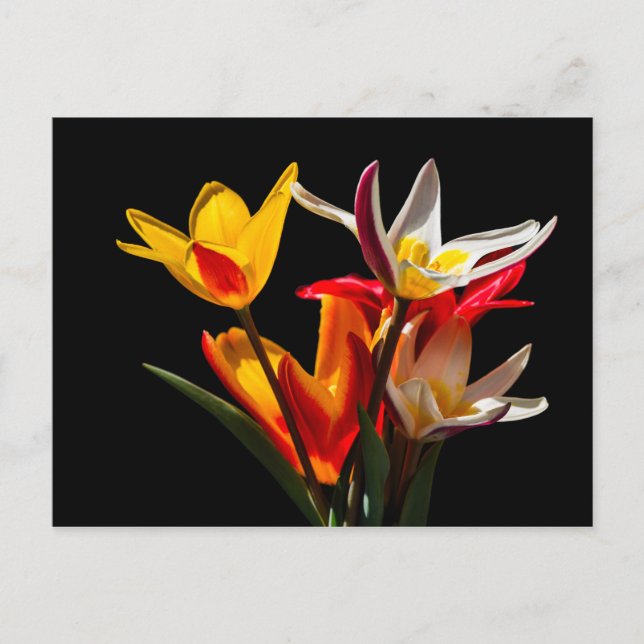Tulip flowers against black background postcard (Front)