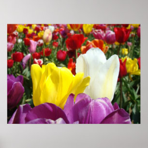 Tulip Flowers art prints posters Colourful Tulips