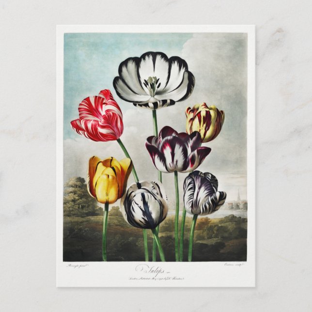 Tulip Flowers Artwork Holiday Postcard (Front)