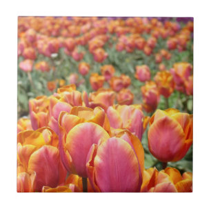 Tulip Flowers Festival Field Tile Art Tulips
