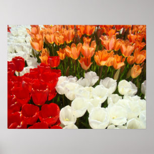 Tulip Flowers Festival Garden Fine Art Prints