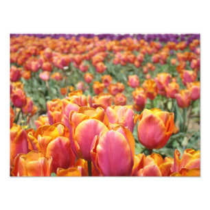 Tulip Flowers Photography art prints Tulips Floral