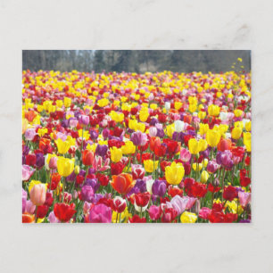Tulip Flowers post cards Spring Tulips