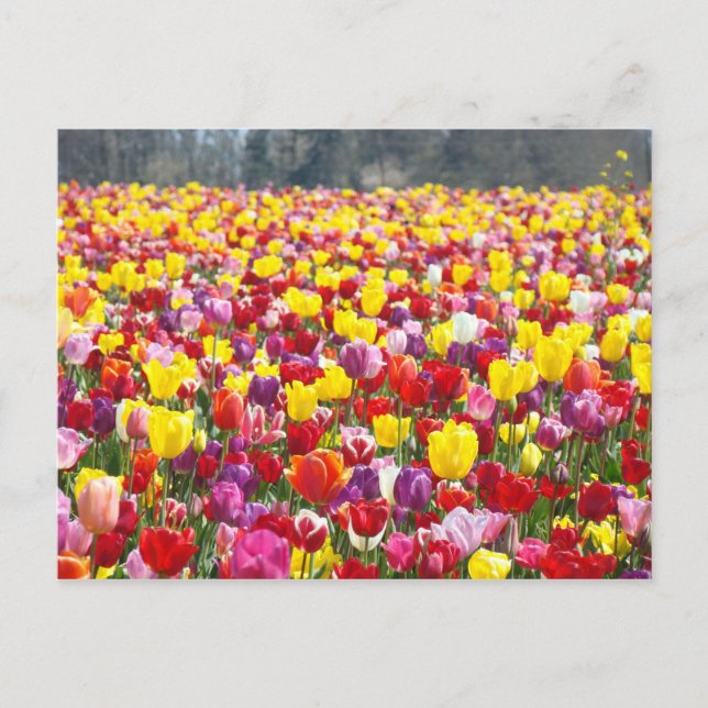 Tulip Flowers post cards Spring Tulips (Front)