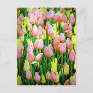 tulip flowers postcard
