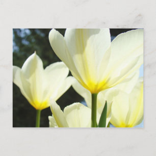 Tulip Flowers postcards Glowing White Yellow