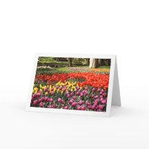 Tulip Galore Folded Blank Greeting Card