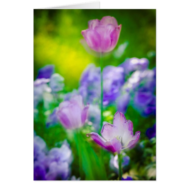 Tulip garden, Giverny, France (Front)