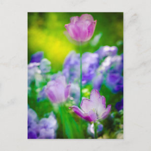 Tulip garden, Giverny, France Postcard