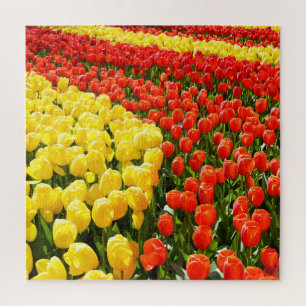 Tulip garden jigsaw puzzle