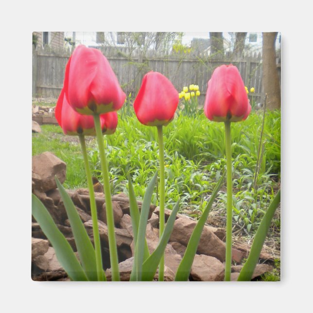 Tulip Garden magnet (Front)