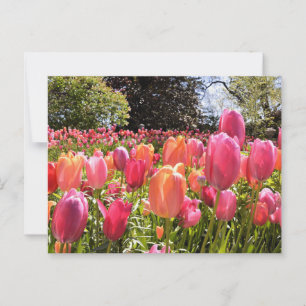 Tulip Garden Post Cards
