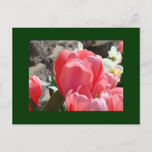 Tulip Garden postcards Personalise Flowers Spring
