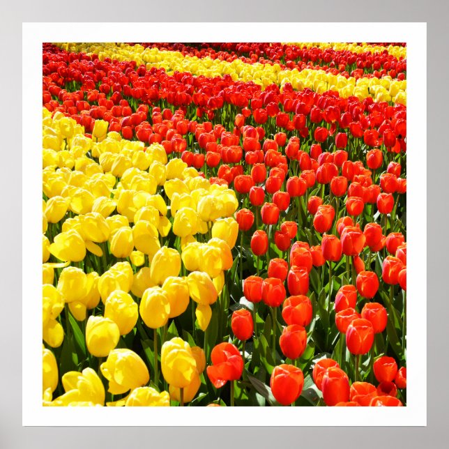 Tulip garden poster (Front)