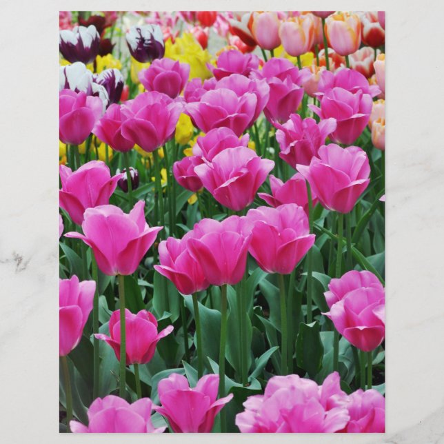 Tulip Garden Scrapbook Paper (Front)