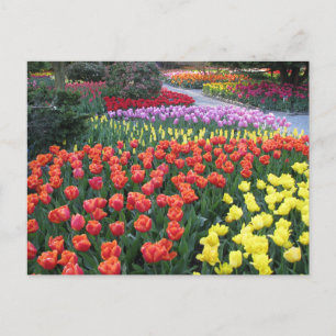 Tulip Gardens Postcard