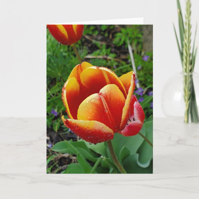 Tulip greeting card (Front)