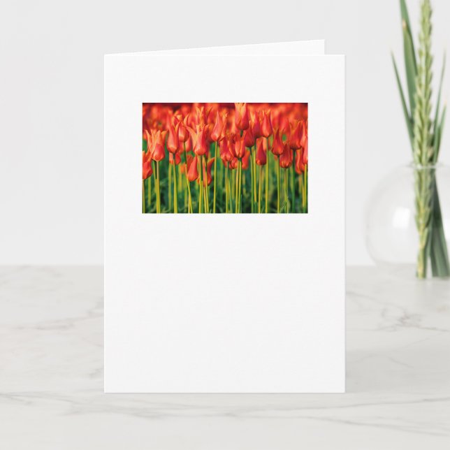 Tulip Greeting Card (Front)